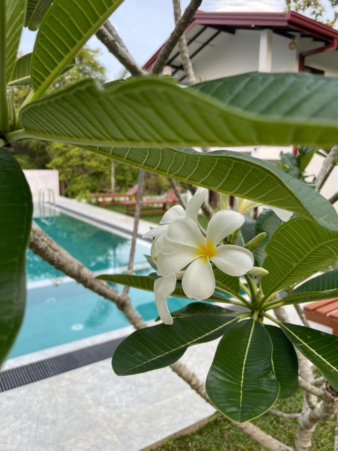 Finch Tangalle Bagian luar foto