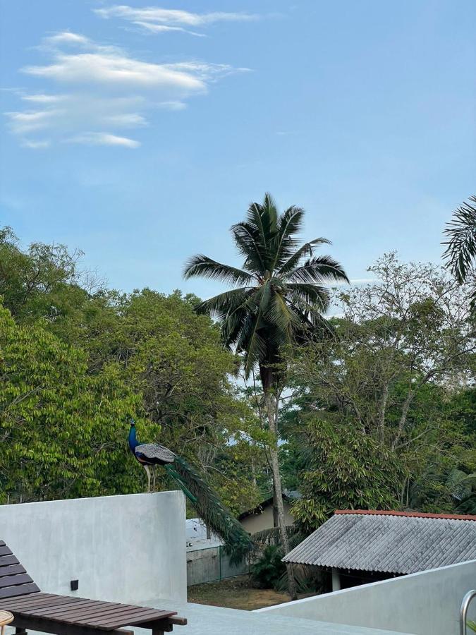 Finch Tangalle Bagian luar foto