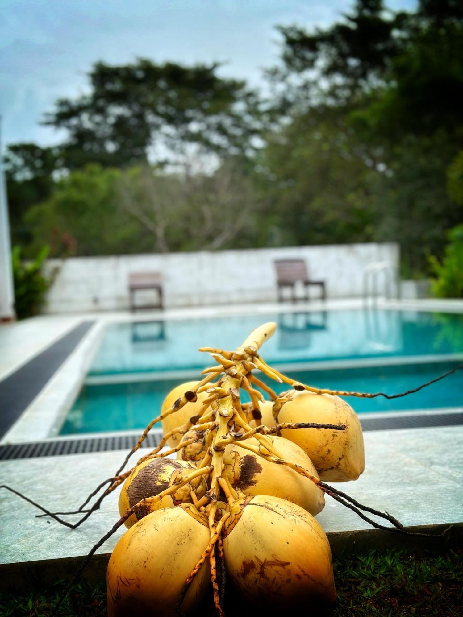Finch Tangalle Bagian luar foto