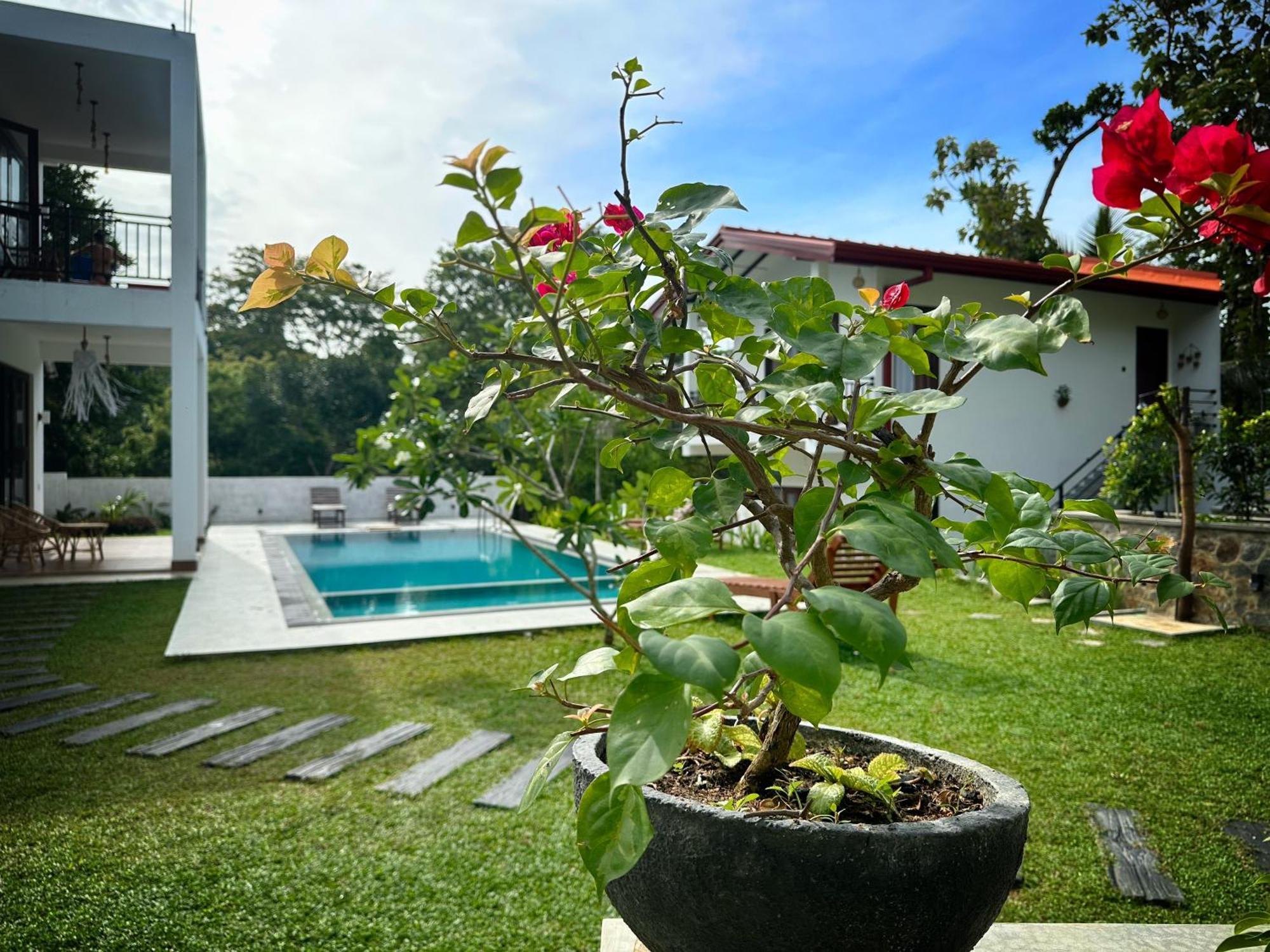 Finch Tangalle Bagian luar foto